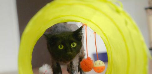 En 2024 han ingresado 24.901 llamadas por urgencia veterinaria o maltrato animal a la Línea 123, casos que son reportados de inmediato al Instituto Distrital de Protección y Bienestar Animal.