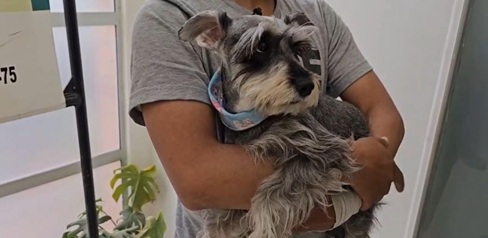 Gracias al actuar de la Policía, la mascota fue rescatada sana y salva.