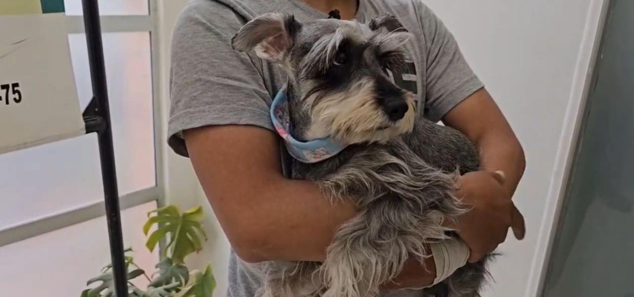 Gracias al actuar de la Policía, la mascota fue rescatada sana y salva.