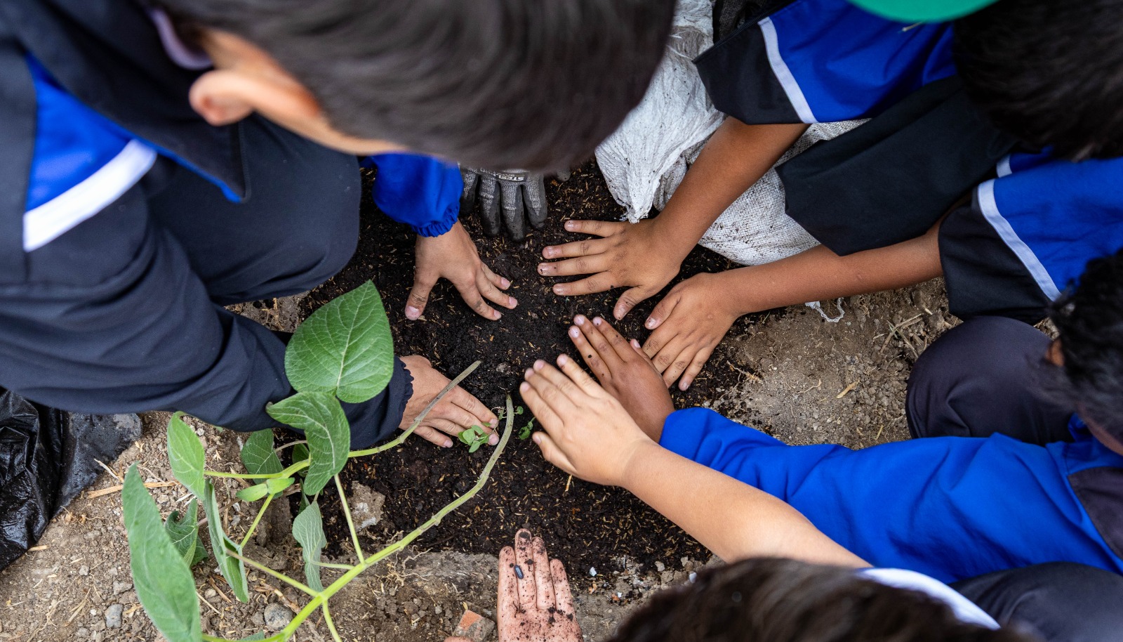 Niños sembrado un árbol